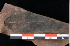 Foto (Detailansicht) von Xylomites daphnes Ettingshausen (NHMW-GEO-2024-0188-0064)